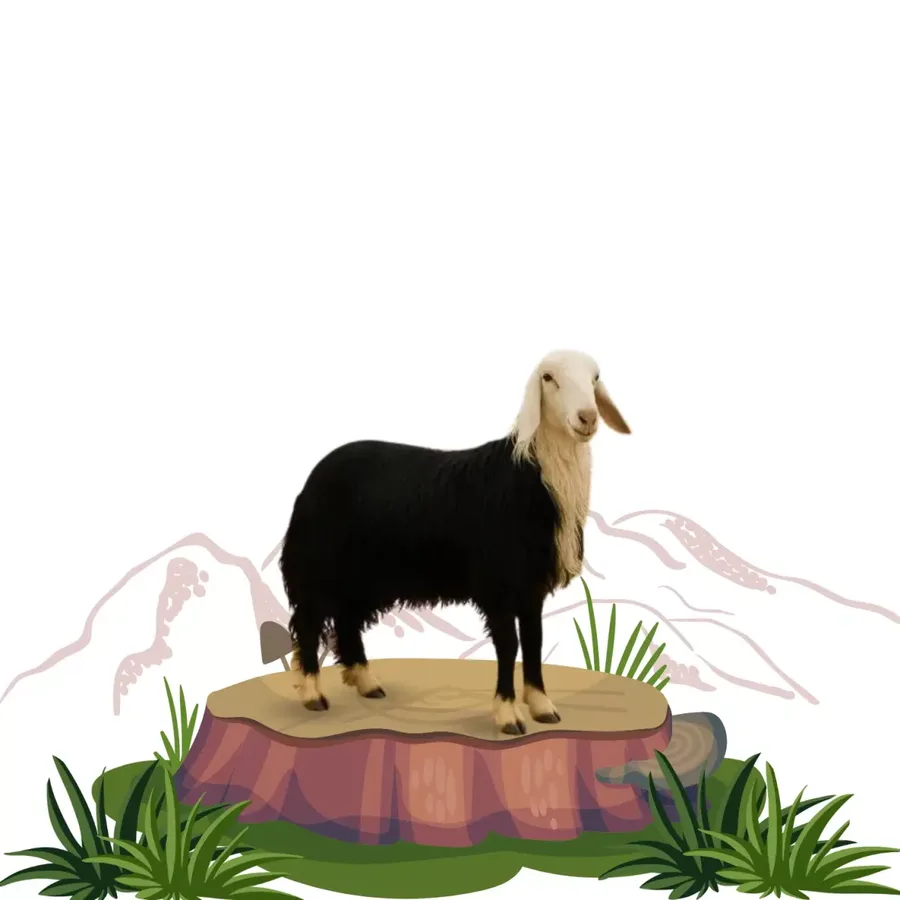 خروف نجدي